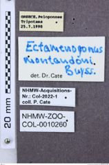 Etiketten zu Sawadapenthes niger (NHMW-ZOO-COL-0010260)